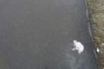 Photo Number 6