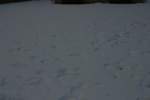 Photo Number 11