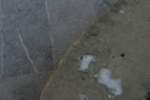 Photo Number 5