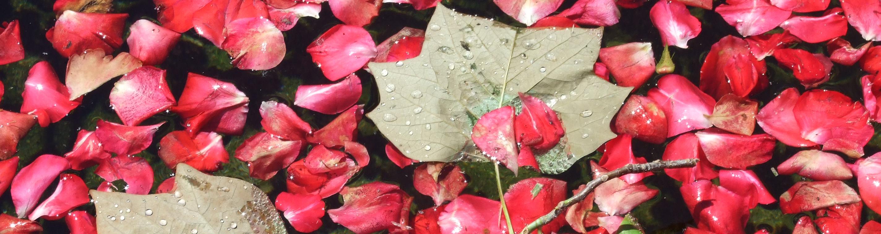 header - jar